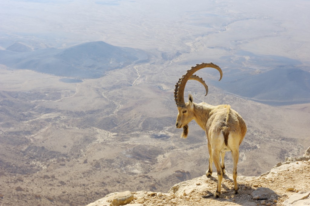 Makhtesh Ramon, mountain goat in the unique crater of Israel