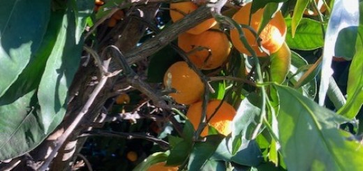 Mandarin citrus (Photo by Debbie Togliatti)